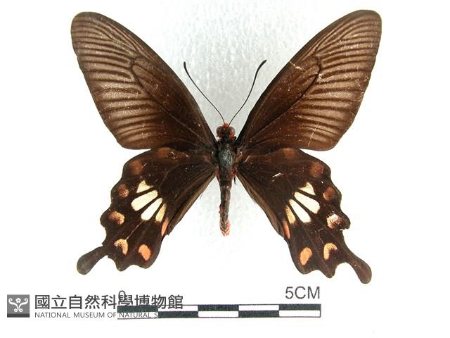 紅珠鳳蝶藏品圖，第1張