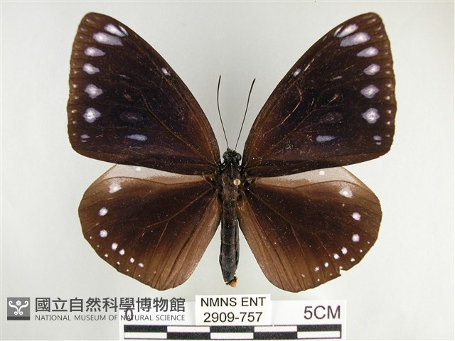 圓翅紫斑蝶藏品圖，第1張