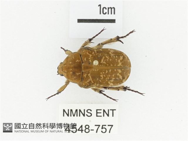 銅點花金龜藏品圖，第1張
