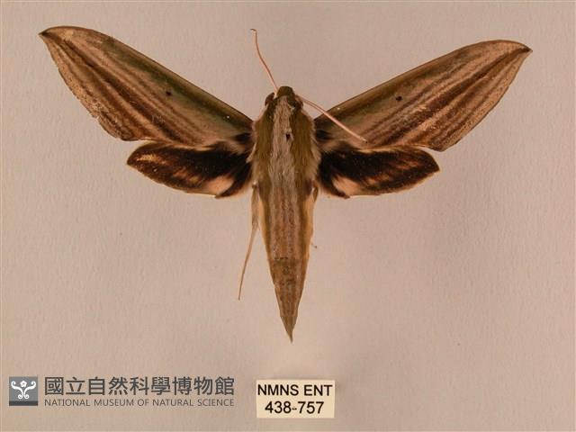 棕綠背線天蛾藏品圖，第1張