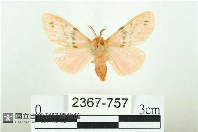 三條橙燈蛾藏品圖，第1張