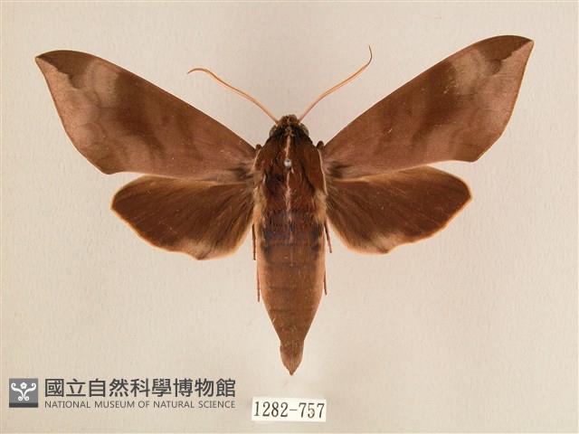 背中白天蛾藏品圖，第1張