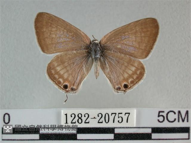 豆波灰蝶藏品圖，第1張