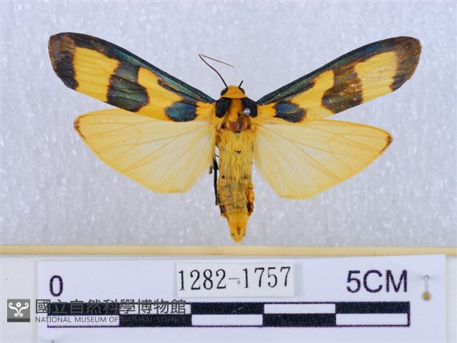 閃光苔蛾藏品圖，第1張