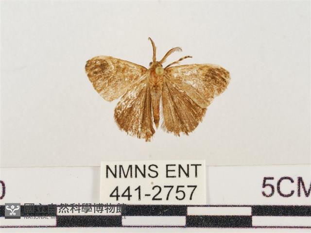 小白紋毒蛾藏品圖，第1張