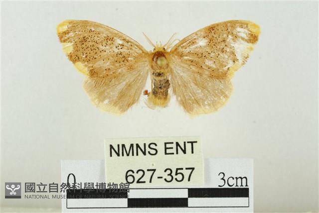 黑翅黃毒蛾藏品圖，第1張