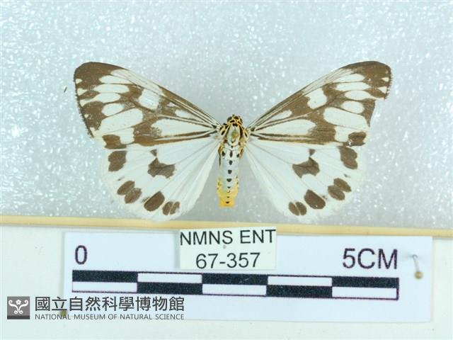 粉蝶燈蛾藏品圖，第1張