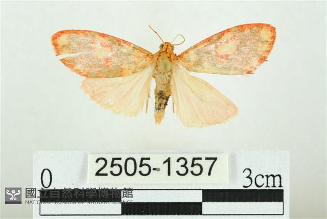 三色豔苔蛾藏品圖，第1張