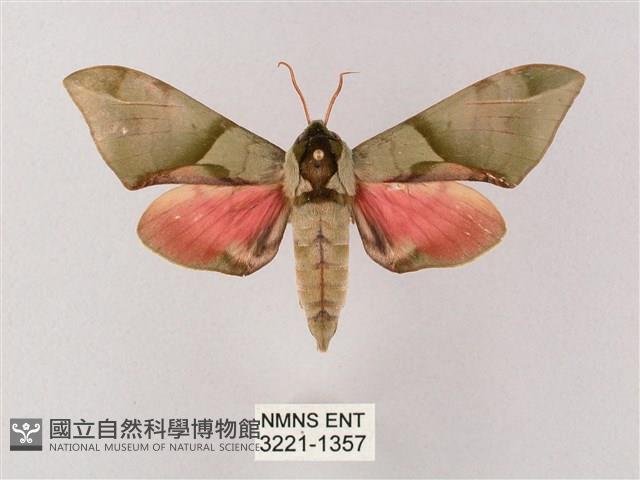 榆綠天蛾藏品圖，第1張