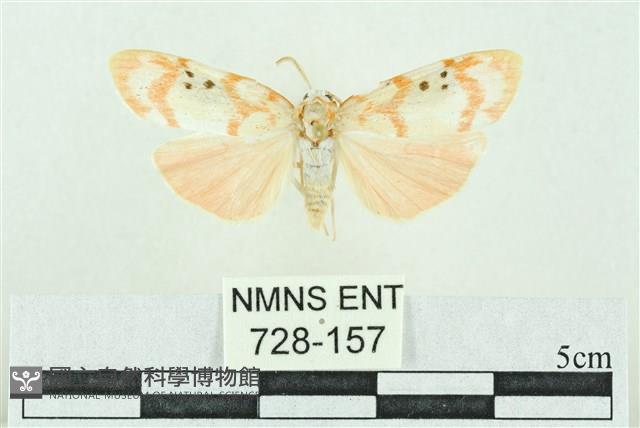 臺雪苔蛾藏品圖，第1張