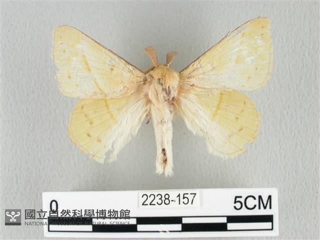 青枯葉蛾藏品圖，第1張