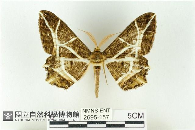 樹形尺蛾藏品圖，第1張