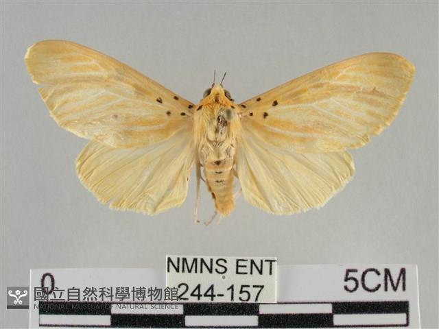 橙擬燈蛾藏品圖，第1張