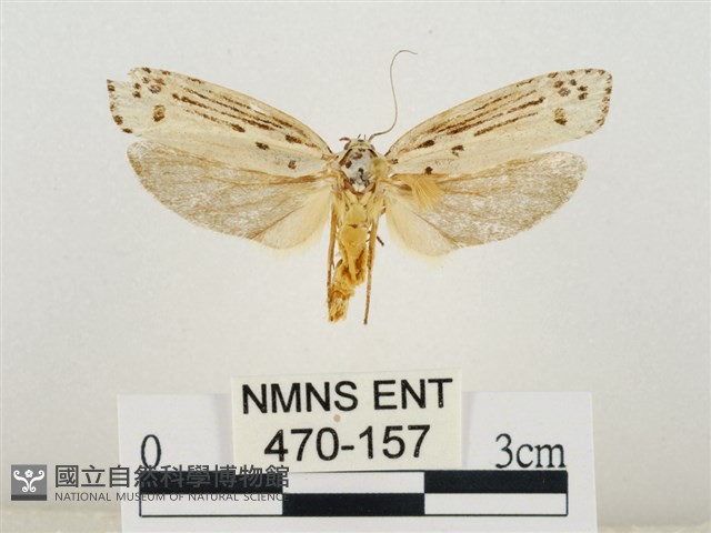 線紋篩蛾藏品圖，第1張