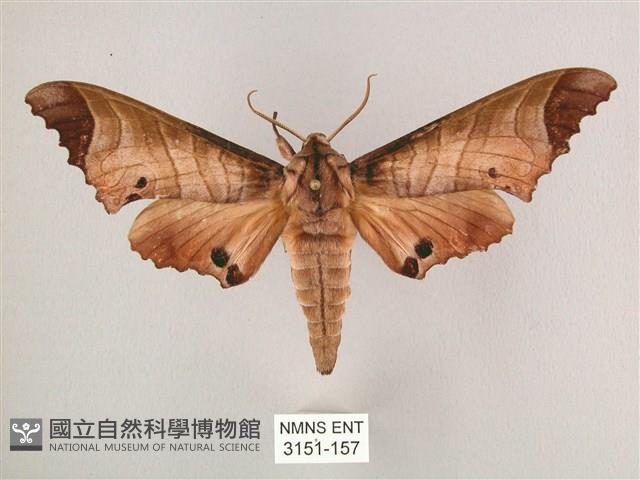 黑角六點天蛾藏品圖，第1張