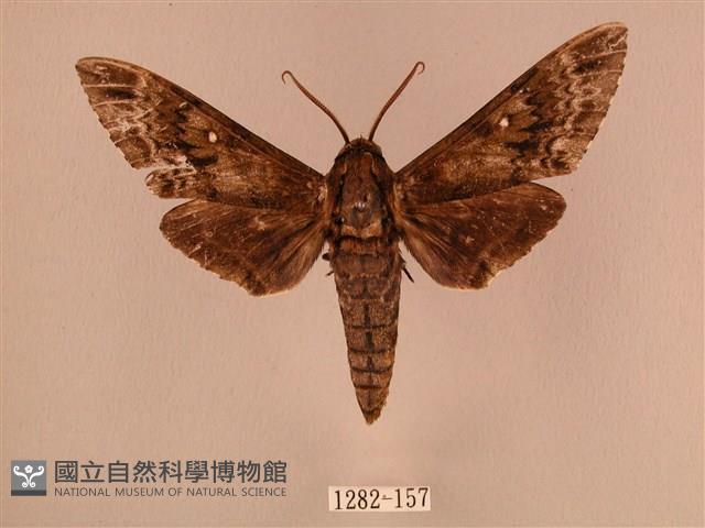 白星天蛾藏品圖，第1張