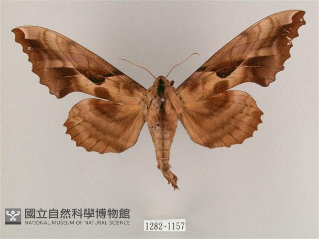 盾天蛾藏品圖，第1張