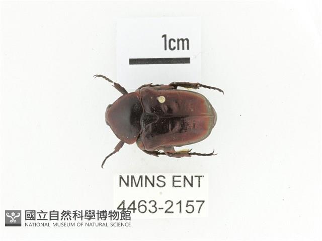 藍艷白點花金龜藏品圖，第1張