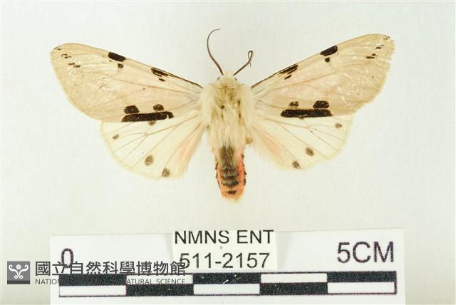 棍棒污燈蛾藏品圖，第1張