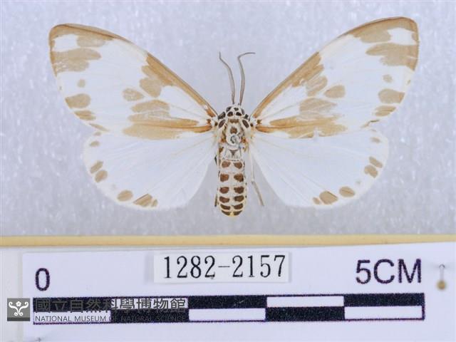 後凸蝶燈蛾藏品圖，第1張