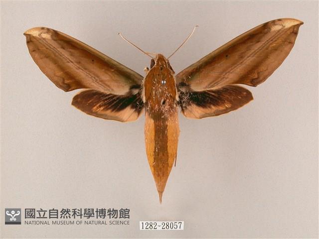 綠背斜紋天蛾藏品圖，第1張