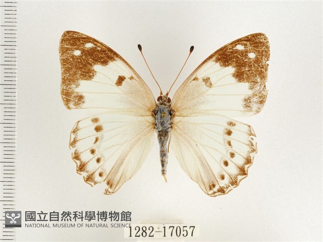 傲白蛺蝶藏品圖，第1張