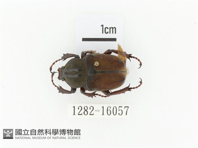 臺灣角金龜藏品圖，第1張