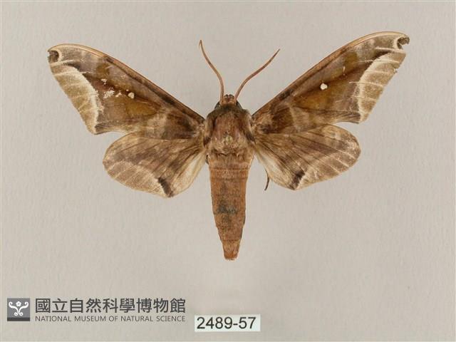 白點天蛾 藏品圖，第1張