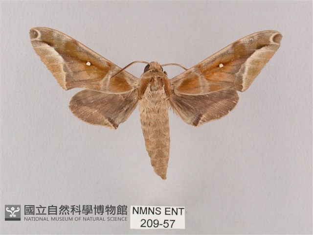 白點天蛾 藏品圖，第1張