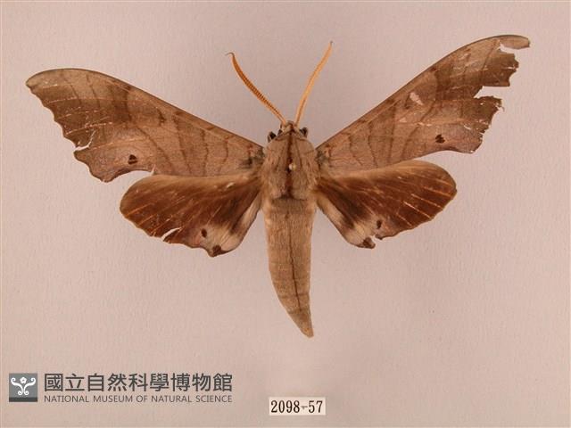 栗六點天蛾藏品圖，第1張