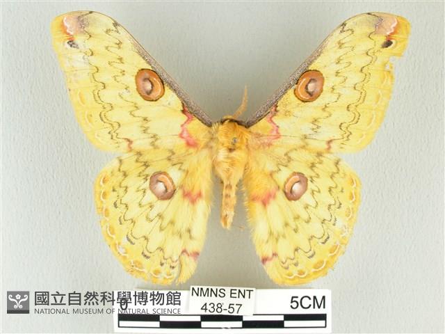 黃豹天蠶蛾藏品圖，第1張