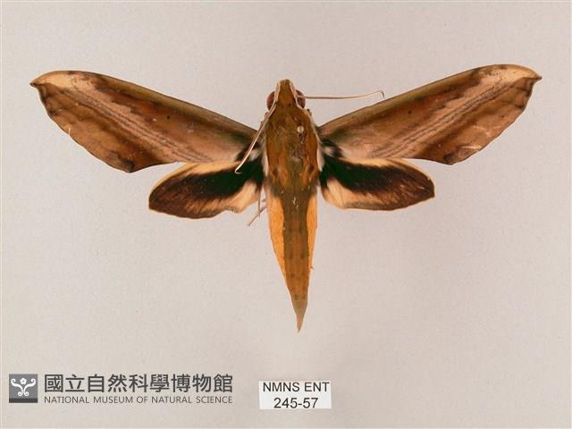 綠背斜紋天蛾藏品圖，第1張