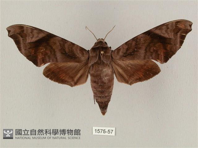 半緣缺角天蛾藏品圖，第1張