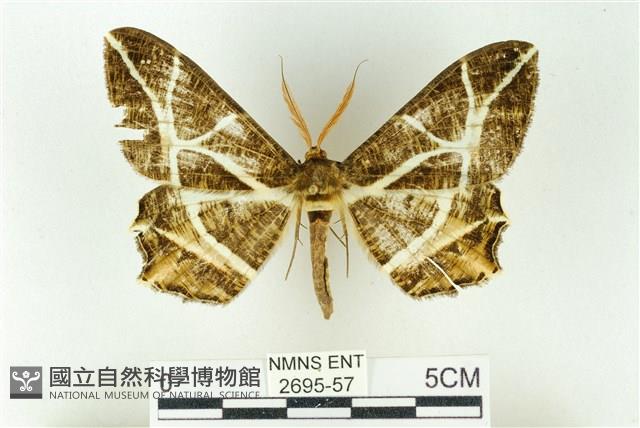 樹形尺蛾藏品圖，第1張