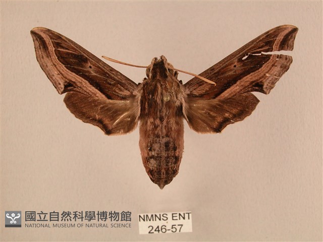 斜線天蛾藏品圖，第1張