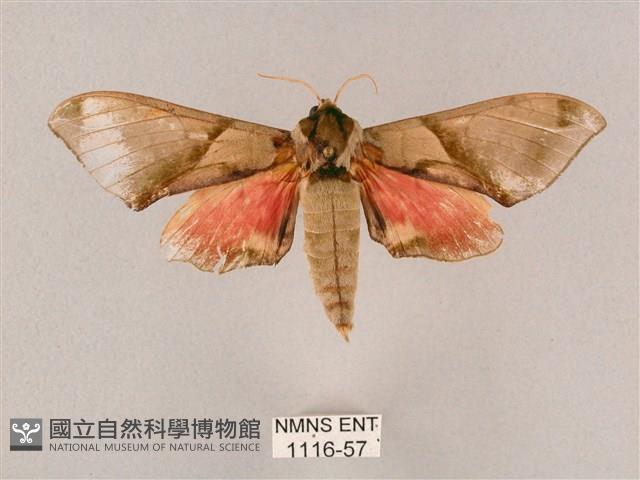 榆綠天蛾藏品圖，第1張