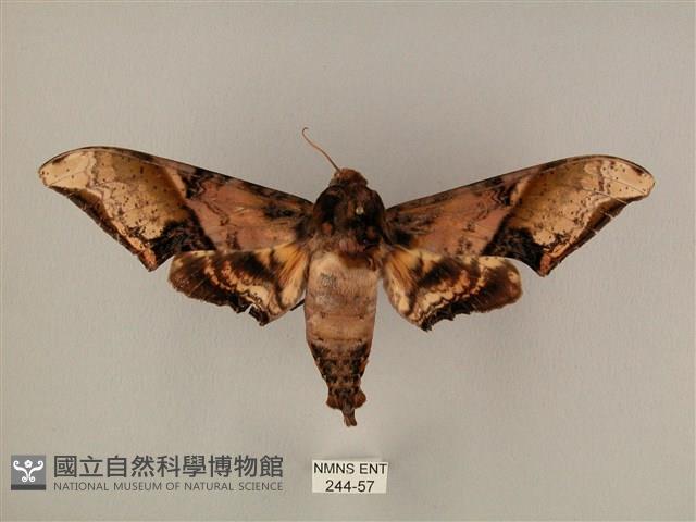 臀角斑天蛾藏品圖，第1張