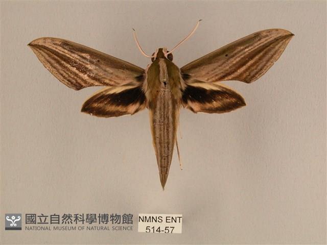 棕綠背線天蛾藏品圖，第1張