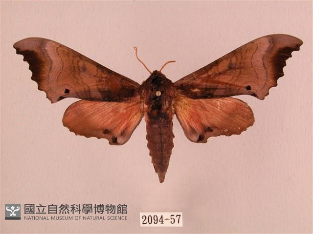 桃紅六點天蛾藏品圖，第1張