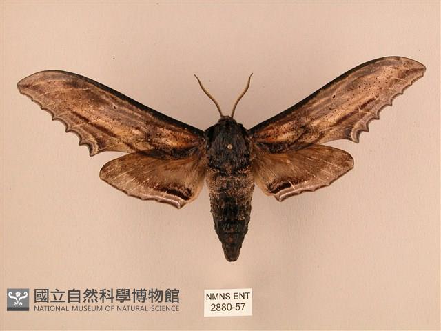 臺灣鋸翅天蛾藏品圖，第1張
