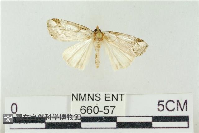 臺美波紋蛾藏品圖，第1張