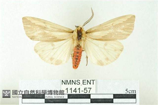 赭新污燈蛾藏品圖，第1張