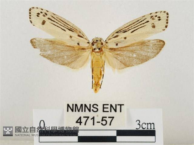線紋篩蛾藏品圖，第1張