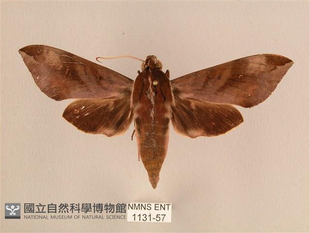 背中白天蛾藏品圖，第1張