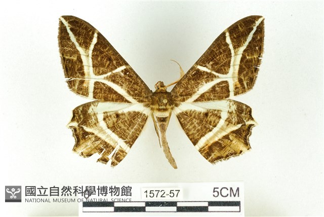 樹形尺蛾藏品圖，第1張