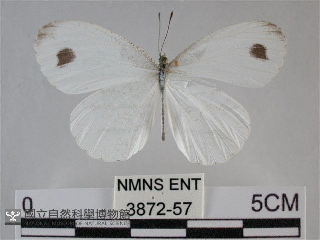 纖粉蝶藏品圖，第1張