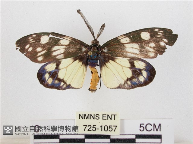 蓬萊茶斑蛾藏品圖，第1張