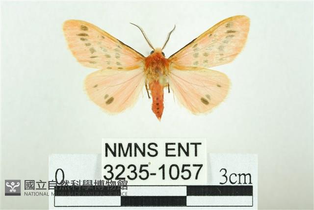三條橙燈蛾藏品圖，第1張