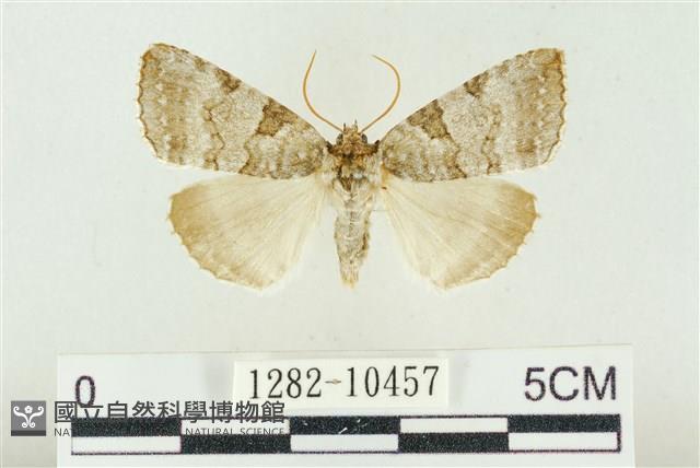 圍異波紋蛾藏品圖，第1張