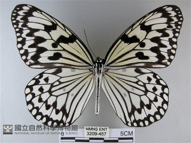 大白斑蝶藏品圖，第1張